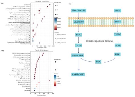 Resting-State fMRI and Post-Ischemic Stroke Functional Recovery ...