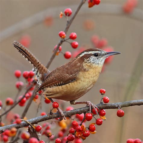 Wren Bird