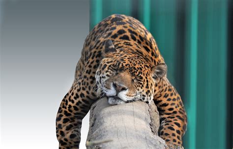 What Predators Does A Jaguar Have at Roderick Tipton blog