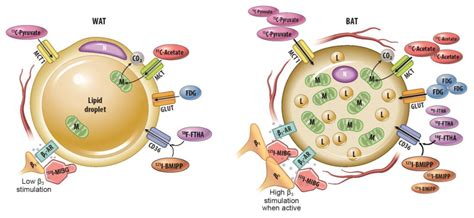 Imaging Metabolically Active Fat: A Literature Review and Mechanistic ...