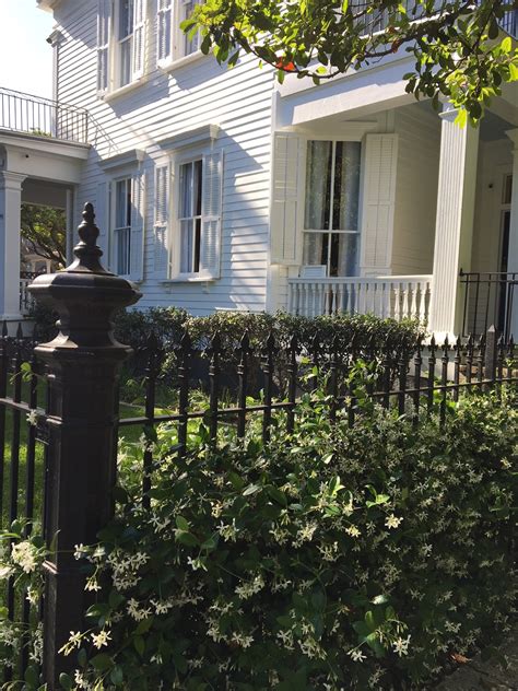 The Uptown Acorn: The Smell of Jasmine - what is the smell of jasmine