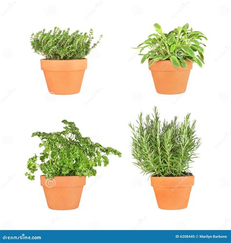 Sage Rosemary And Thyme