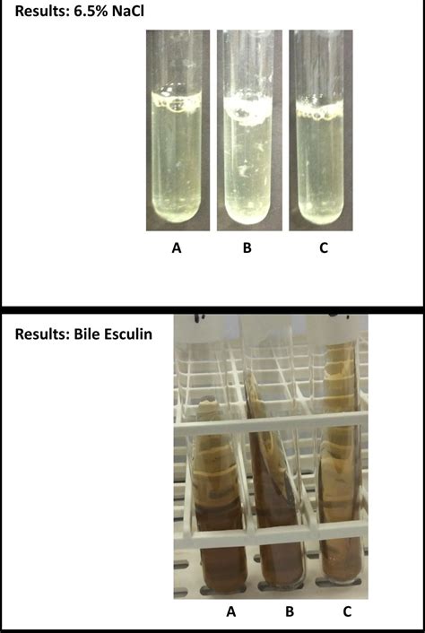 Solved Results: 6.5% NaCl А в с Results: Bile Esculin А в с | Chegg.com