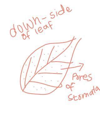 Draw a diagram to show the structure and position of stomata on a leaf.