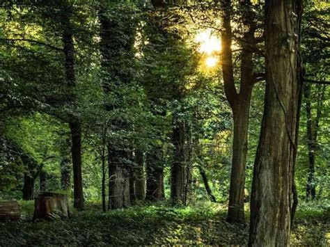 Image result for Laser Cannon Tree Cutter