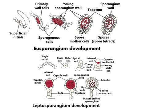 Pteridophytes | Biology Class 11 - NEET
