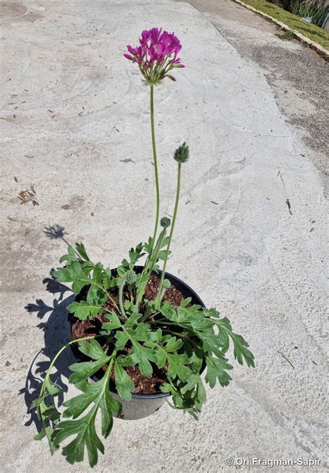 Pelargonium incrassatum (Andrews) Sims | Plants of the World Online ...