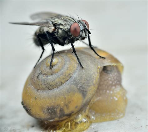 How far can flies smell? Why do flies have such a sensitive sense of ...