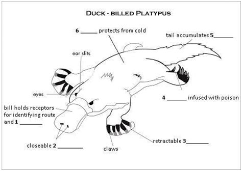 Diagram Label Completion: Practice Test - 6 - Reading for Academic ...