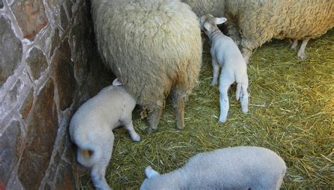 FOSTERFIELDS LIVING HISTORICAL FARM (2026) All You Need to Know BEFORE ...