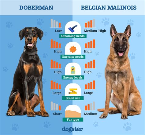 Doberman vs Belgian Malinois: The Differences (With Pictures) – Dogster