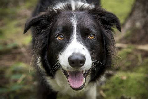 Dog Border Collie