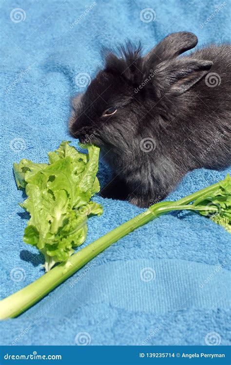 Rabbit eating celery stock photo. Image of cotacachi - 139235714
