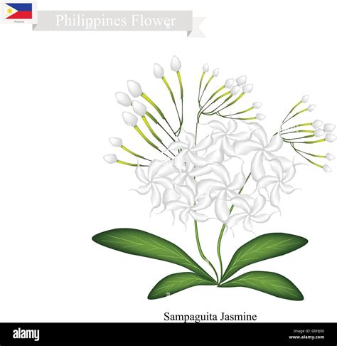 Philippine National Flower Sampaguita Drawing