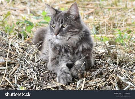 Male Blue Tabby Maine Coon Cat Stock Photo 2223321881 | Shutterstock