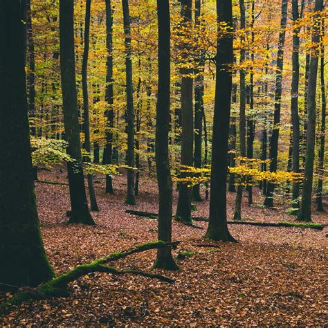 List 90+ Pictures Pictures Of A Temperate Forest Superb