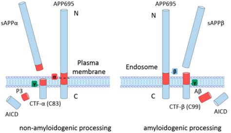 Phosphorylation Signaling in APP Processing in Alzheimer’s Disease
