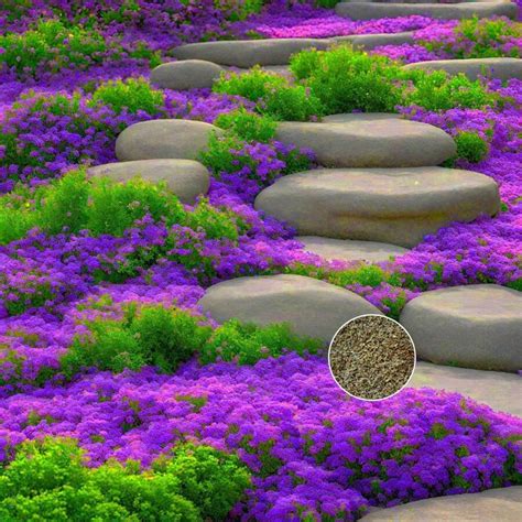 Color Mix Creeping Thyme Seeds For Planting Non-GMO Perennial Flower ...