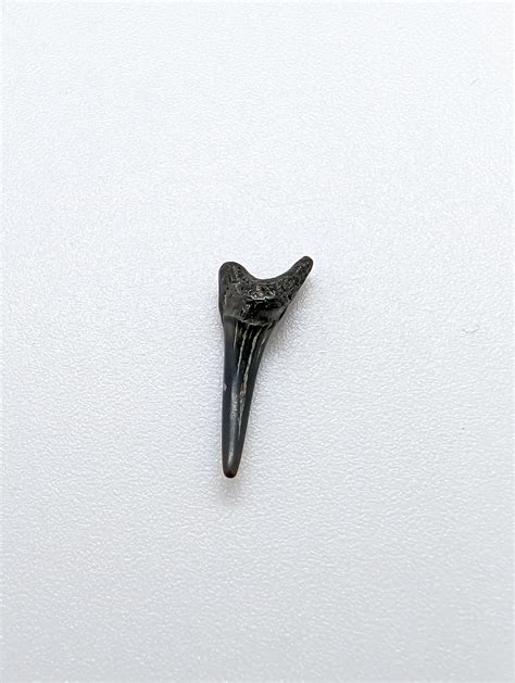 Goblin shark? purse State Park MD : r/sharkteeth