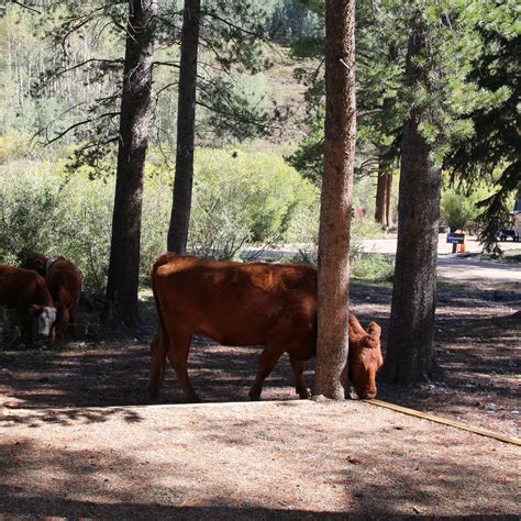 Oh Be Joyful Recreation Area Camping | Crested Butte, Colorado