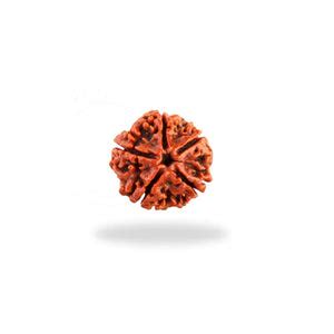 Buy Natural Rudraksha Online at Best Price - Gemsmantra