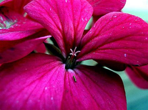 "Pink Petals": Red Violet Photography by Rohit Belsare | ArtZolo.com