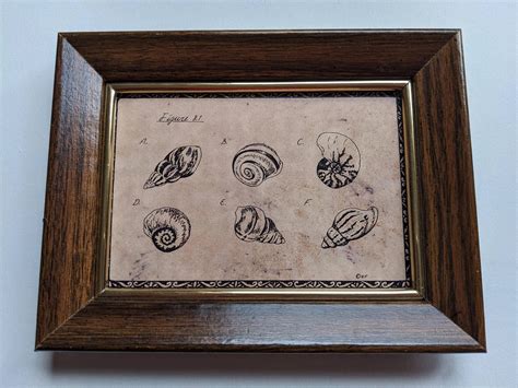 Image result for Pen Shell Drawing