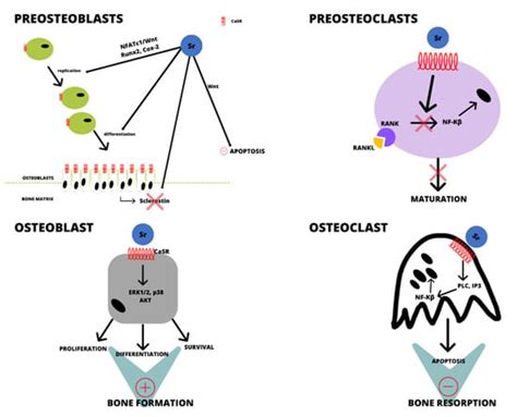 The Influence of Strontium on Bone Tissue Metabolism and Its ...