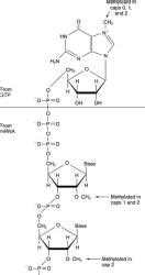 RNA Processing - Zoology Optional Notes for UPSC PDF Download