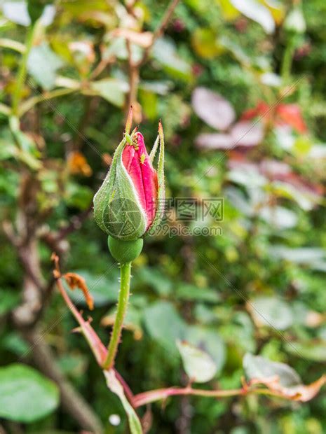 在花园的玫瑰花上撒着吸食高清图片下载-正版图片504413143-摄图网