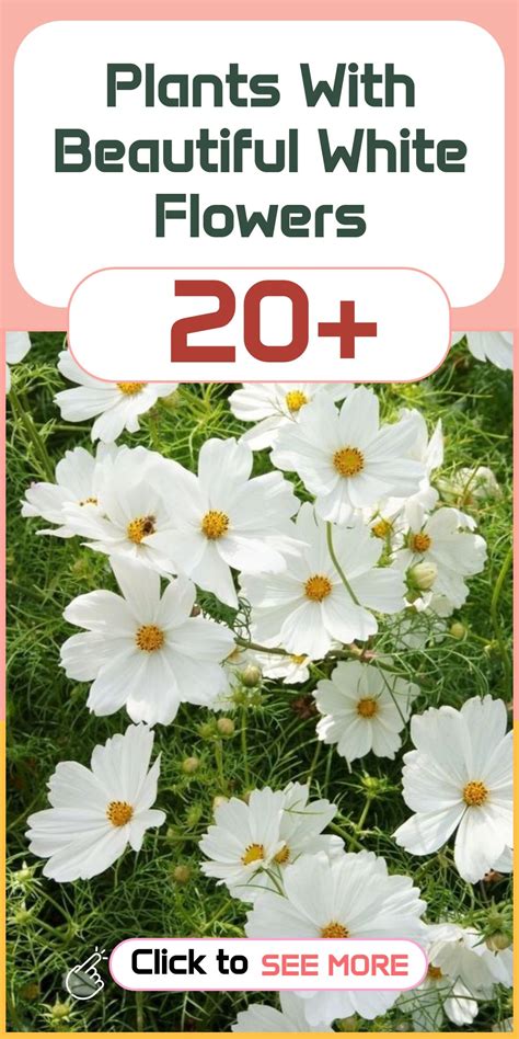 20 Plants With Beautiful White Flowers To Create An All-White Garden ...