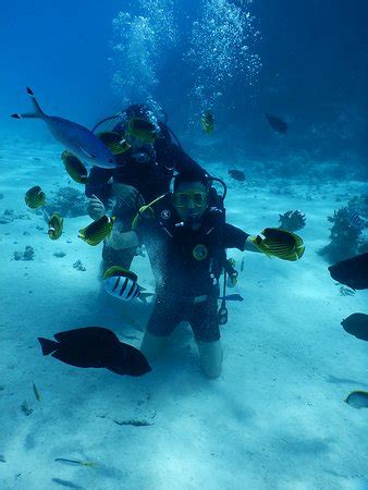 GDolphin (Hurghada) - 2021 What to Know Before You Go (with Photos ...