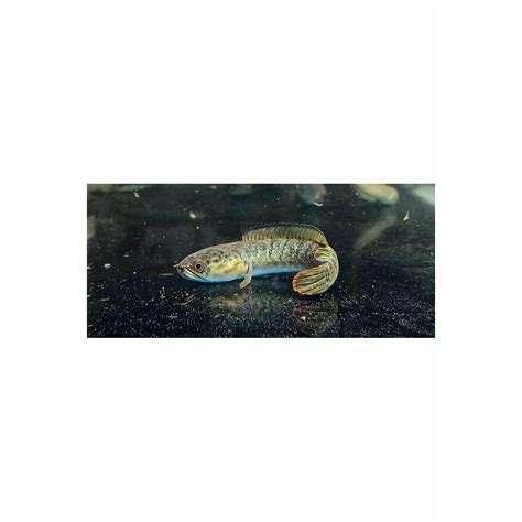 Native Indian Fish – Best4Pets