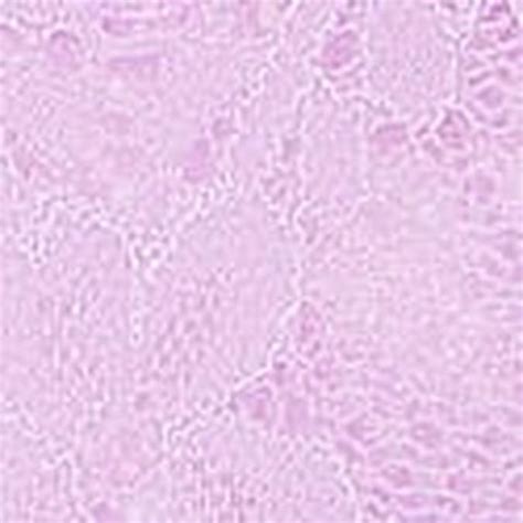 Buy Wireless Push-Up Bra Online - Style ID: 112512232DMR | Victoria's ...