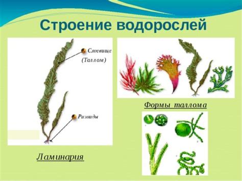 Как размножаются водоросли и как питаются