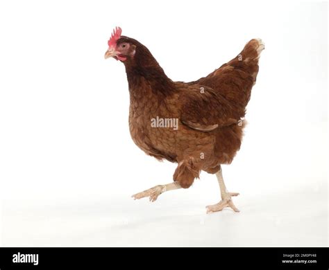 Bird - Poultry Chicken running Stock Photo - Alamy