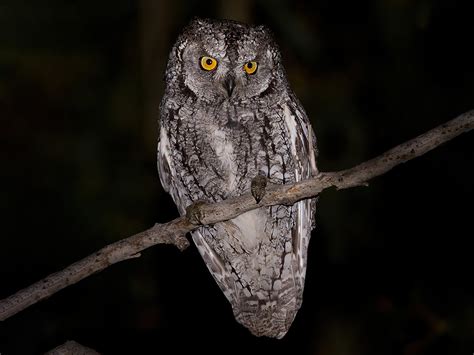 Cyprus Scops-Owl - eBird