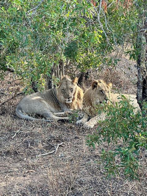 LEOPARD'S BEND BUSH LODGE (Hoedspruit) - Inn Reviews, Photos, Rate ...