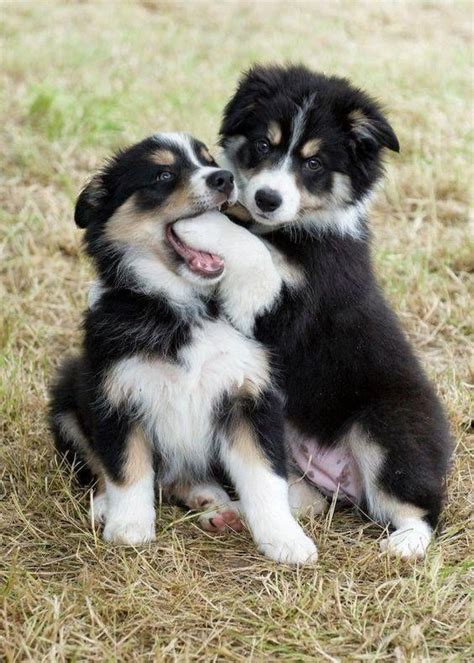 This Bernese Mountain Dog Shutting Up Their Sibling : r/AnimalsBeingFunny