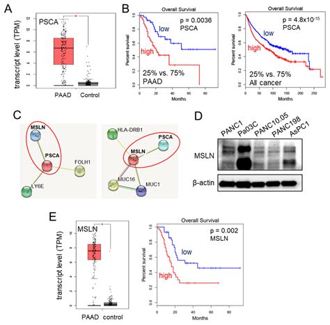Exploring the Tumor-Suppressing Potential of PSCA in Pancreatic Ductal ...