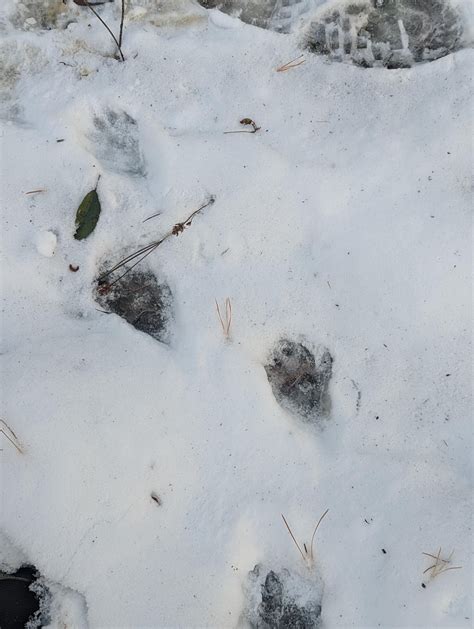 Fisher tracks? upstate NY : r/AnimalTracking