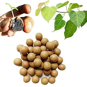 Star Quick Links™ Pack of 100 Pcs, Seed Bombs, Seed Balls, Gift, Just ...