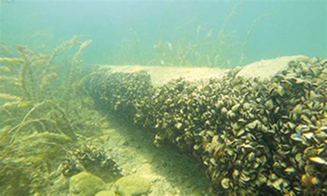 Wie die Quagga-Muschel den See verändert - Seespiegel