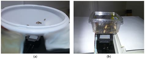 Presence and Biomass Information Extraction from Highly Uncertain Data ...