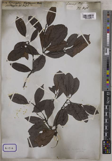 Xantolis tomentosa (Roxb.) Raf. | Plants of the World Online | Kew Science