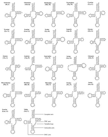 Characterization of Two Complete Mitochondrial Genomes of Atkinsoniella ...