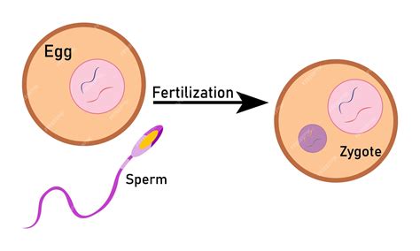 Proceso de fertilización con óvulo de esperma paso a paso y diseño de vectores celulares de ...