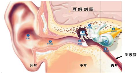 小耳朵大问题！耳鼻喉科专家带您了解慢性中耳炎的手术治疗-太原新闻网(太原日报报业集团)-太原日报报业集团