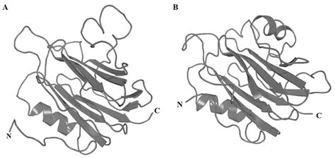 Sea Anemone Toxins: A Structural Overview