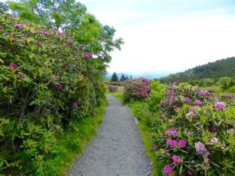 Roan Mountain Photos - Featured Images of Roan Mountain, TN - Tripadvisor
